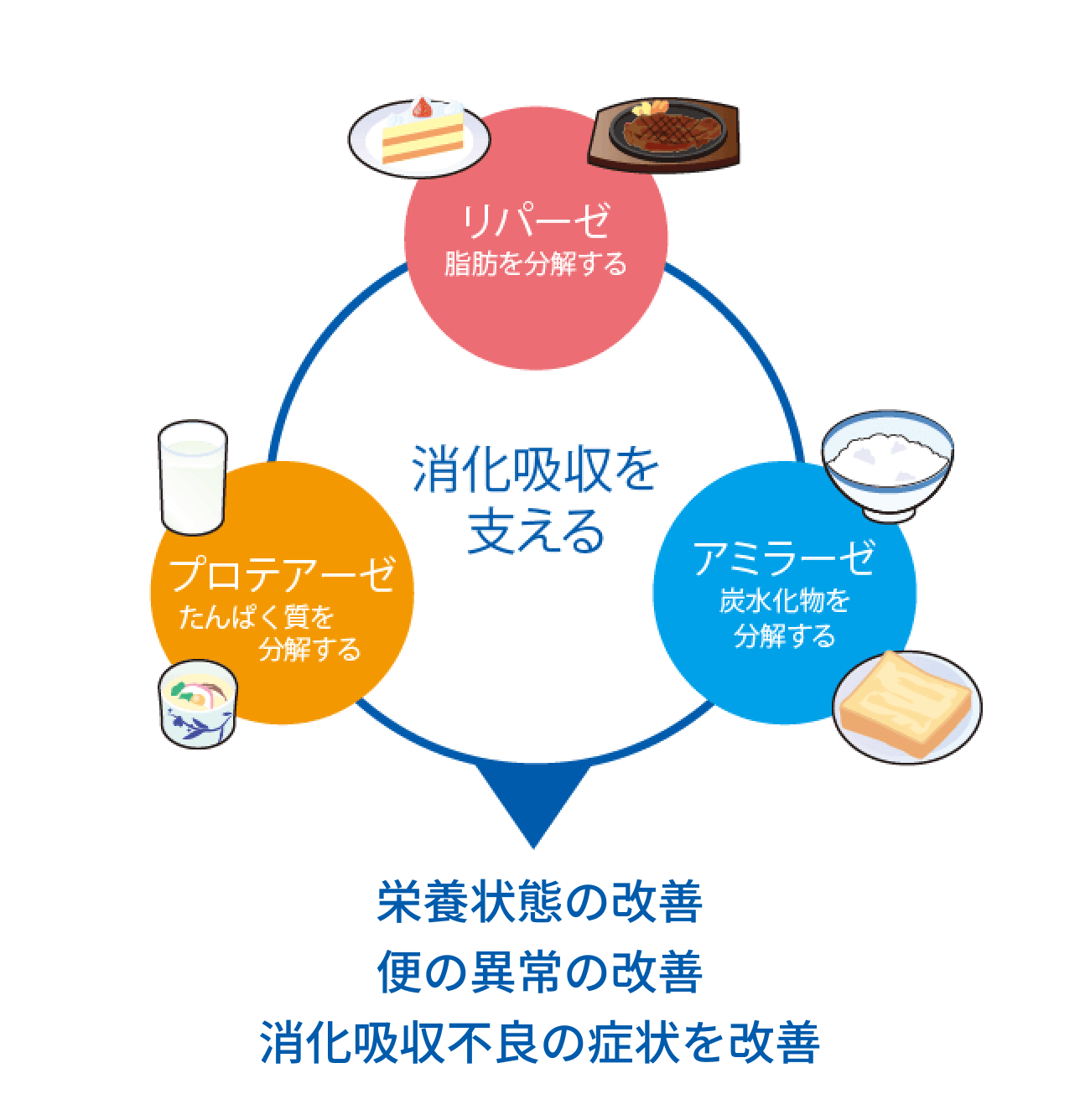 リパクレオンに含まれる消化酵素