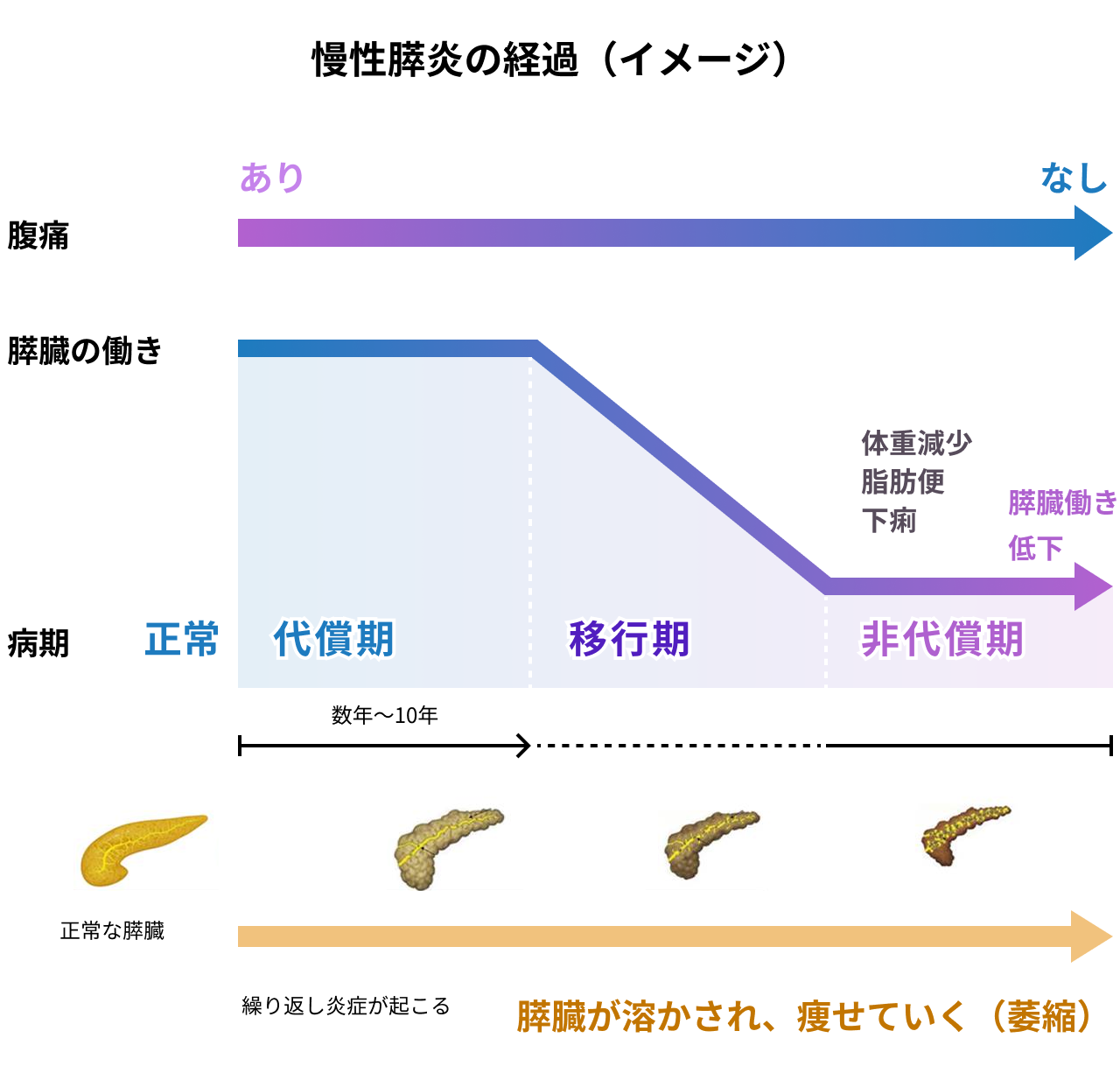 膵外分泌機能不全の過程